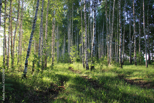 Green  young birch grove in the morning hours in the rays of the rising sun