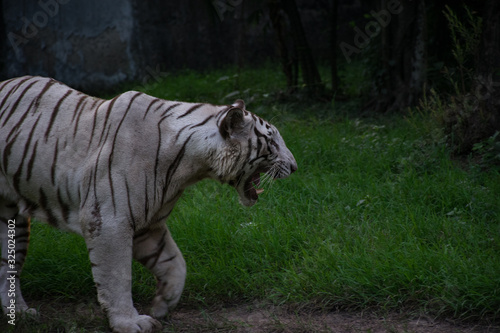 White Bengal Tiger © Sanat