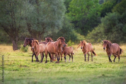 Horse herd run in sunlightwith dust at summer pasture