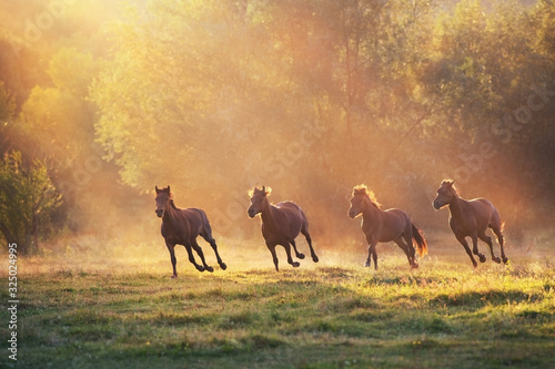 Horse herd galloping in sunlightwith dust at summer pasture