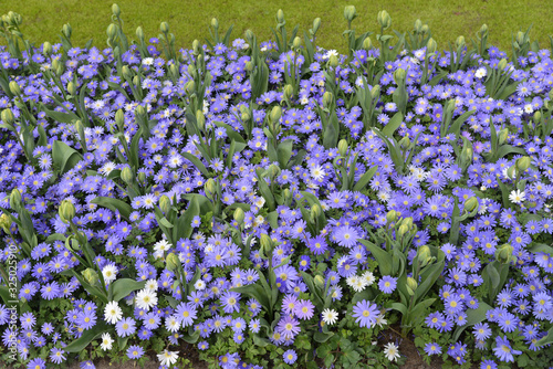 Blue flowers and green tulips