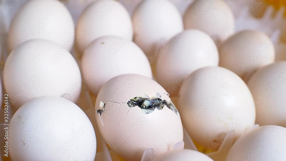 Hatching egg, chicken farm, agricultural, farming industry Hatching egg, chicken farm, agricultural, farming industry