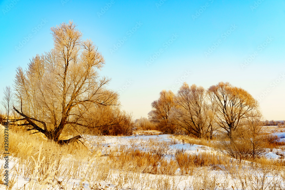 Winter dawn with trees in hoarfrost. Winter dawn with trees in hoarfrost.