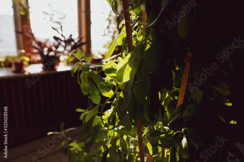 Shallow depth of field (selective focus) image with the leaves of an indoor plant in sunlight