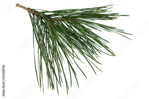 Twig of pine tree isolated on white background.