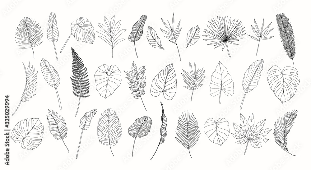 Line art tropical leaves set. Exotic leaves isolated on white background. Hand drawn floral clipart. Botanical illustration. Banana leaf drawing, monstera leaf. Trendy tropical line drawings. - obrazy, fototapety, plakaty 
