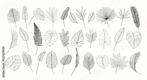 Line art tropical leaves set. Exotic leaves isolated on white background. Hand drawn floral clipart. Botanical illustration. Banana leaf drawing, monstera leaf. Trendy tropical line drawings.
