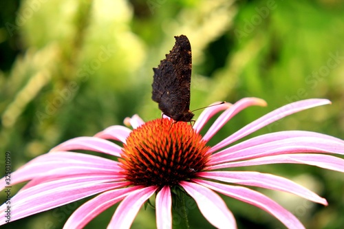 Motyl na kwiatku