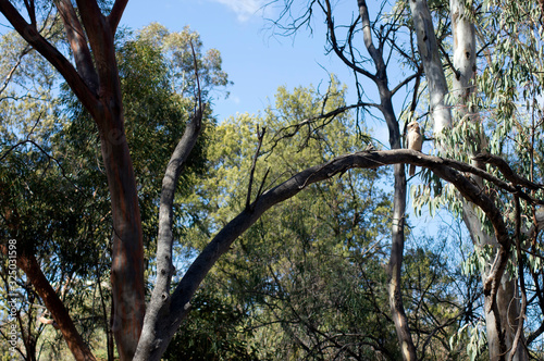 Kookaburra sittin' in the old gum tree... Wilpena Pound, Ikara-Flinders' Ranges National Park, SA, Australia