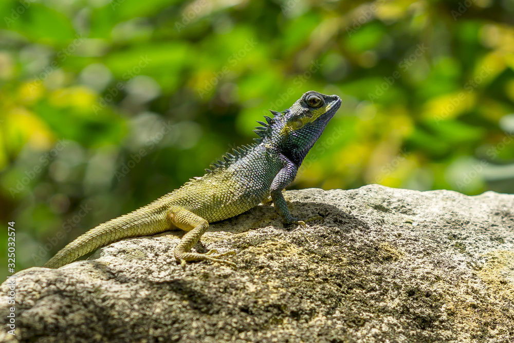 Fototapeta premium Gecko in the park