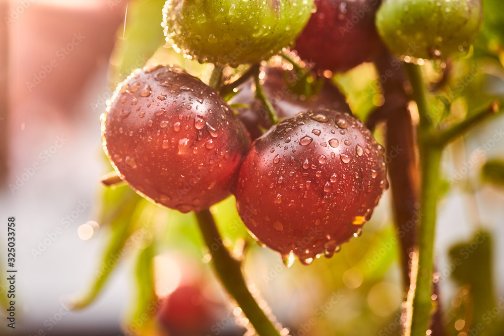 Bunch of ripe natural cherry red tomatoes in water drops growing in a greenhouse ready to pick Bunch of ripe natural cherry red tomatoes in water drops growing in a greenhouse ready to pick