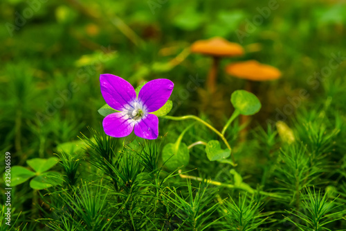 Fototapeta Naklejka Na Ścianę i Meble -  Beautiful violet flower in the grass on a green background, Sfanta Ana, Harghita, Romania
