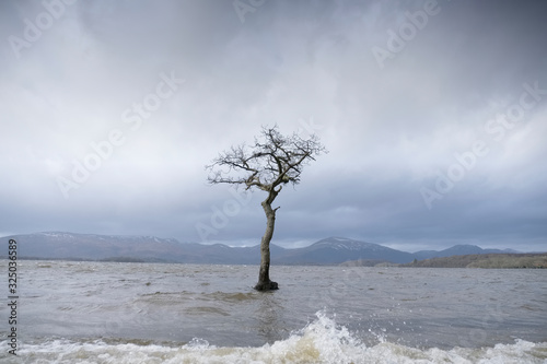 Tree single lonely during rain storm hurricane dark sky at Milarrochy Bay Loch Lomond Scotland UK photo