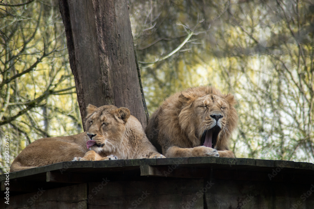 Ταπετσαρία couple of lions napping on wooden terrace