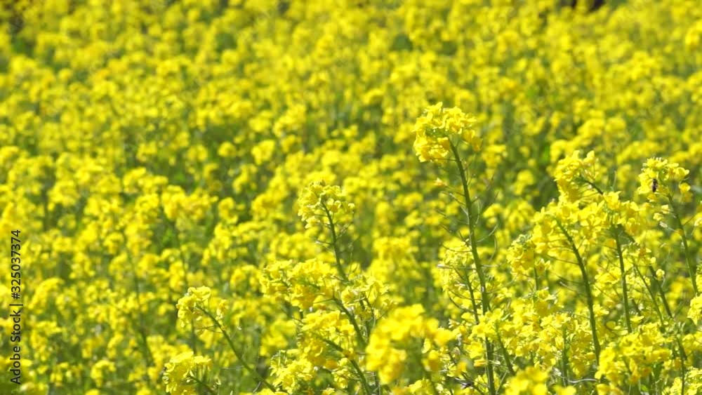 風に揺れる菜の花 風に揺れる菜の花