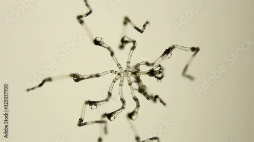 Pantopoda or pycnogonids sea spider under a microscope, class Pycnogonida, size of only about 2 mm, hemolymph movement through the body by Peristalsis muscle contraction is visible photo