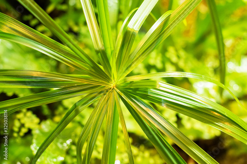 Background of green tropical leaves of trees and bushes growing in the greenhouse.