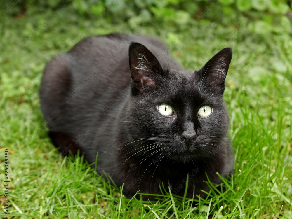 un bel gatto nero con il pelo lucido in giardino