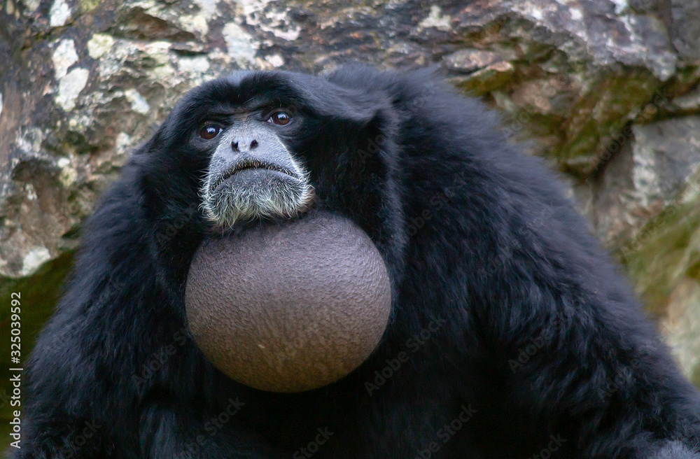 Singe Siamang - Symphalangus syndactylus - en gros plan Singe Siamang - Symphalangus syndactylus - en gros plan