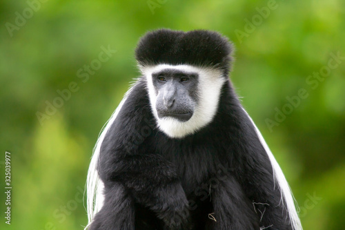 Fotografie Singe gibbon à mains blanches en gros plan