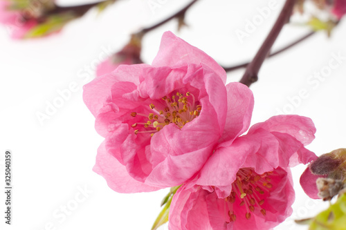 桃の花 © ykokamoto
