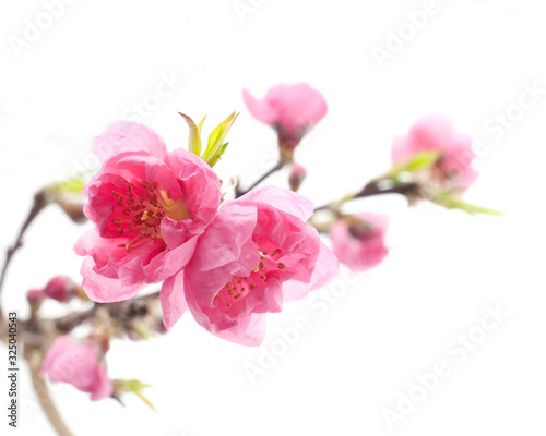Fototapeta Naklejka Na Ścianę i Meble -  桃の花