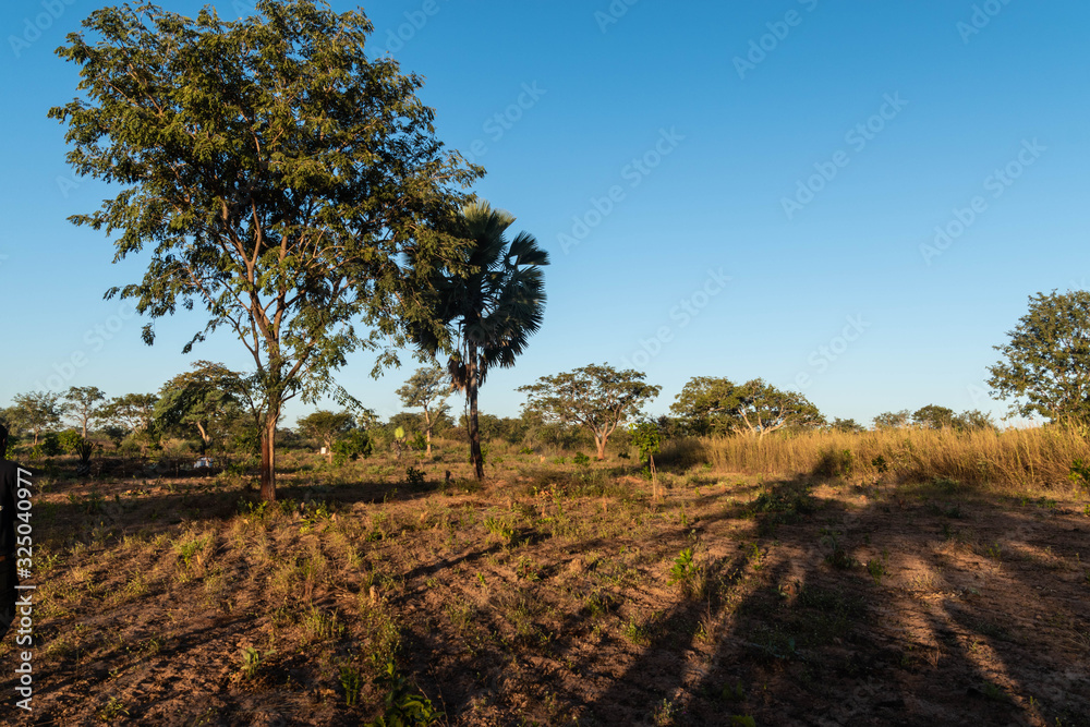 Wildlife of The Gambia Africa Wildlife of The Gambia Africa