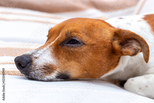 Cute dog relaxes on a blanket. Jack Russell Terrier.