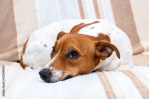 Cute dog relaxes on a blanket. Jack Russell Terrier.