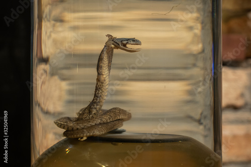 Εκτύπωση καμβά Snake in a glass jar with alcohol. Eastern medicine tincture.