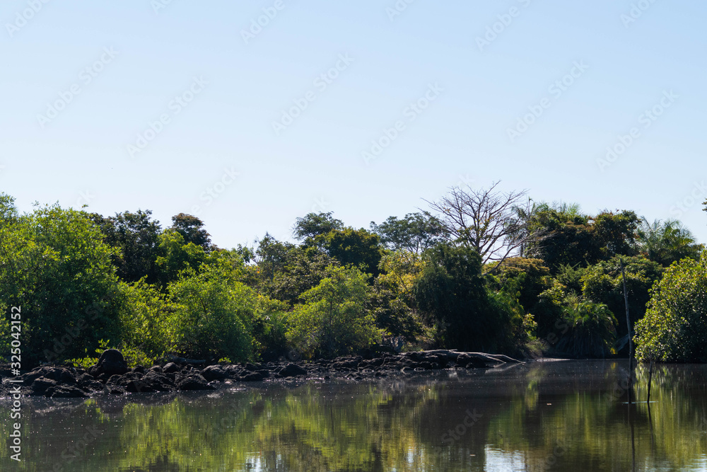 Fototapeta premium Mangrove forest and creek The Gambia Africa