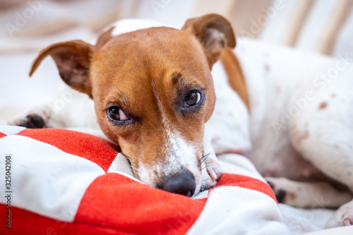 Fototapeta Naklejka Na Ścianę i Meble -  Cute dog relaxes on a blanket. Jack Russell Terrier