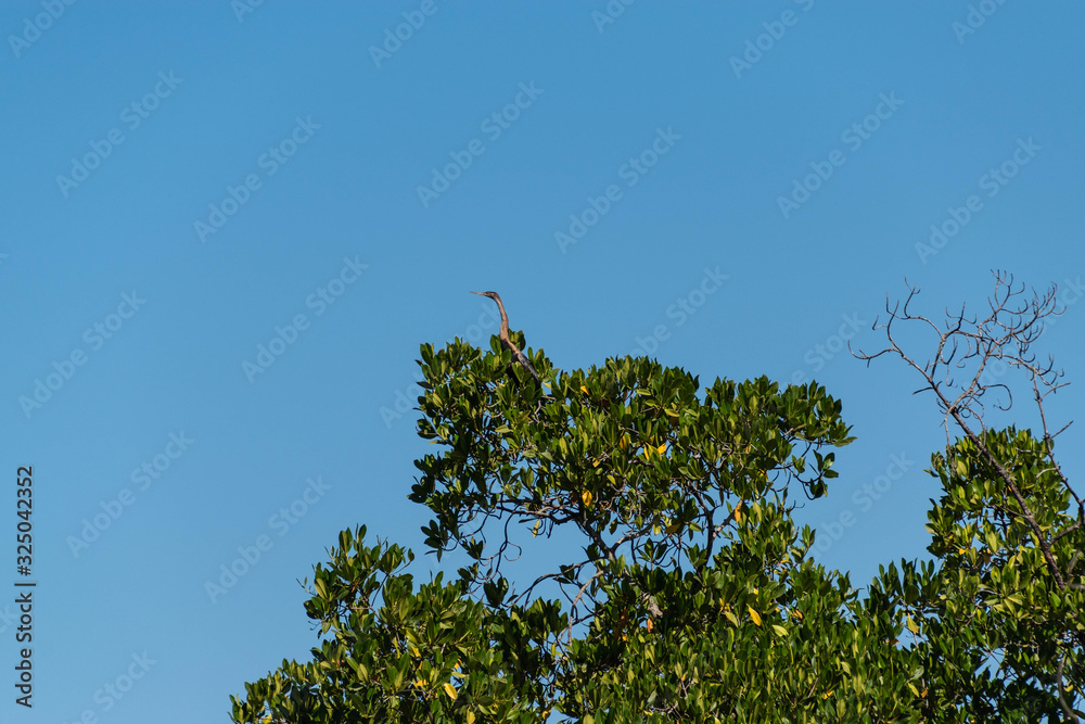 Mangrove forest and creek The Gambia Africa Mangrove forest and creek The Gambia Africa