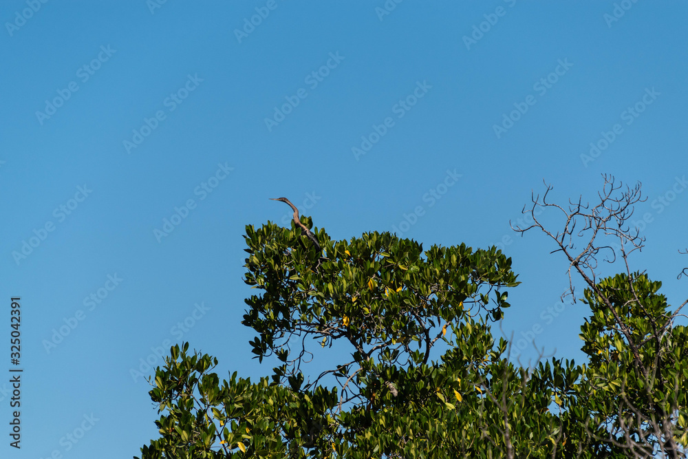 Mangrove forest and creek The Gambia Africa Mangrove forest and creek The Gambia Africa