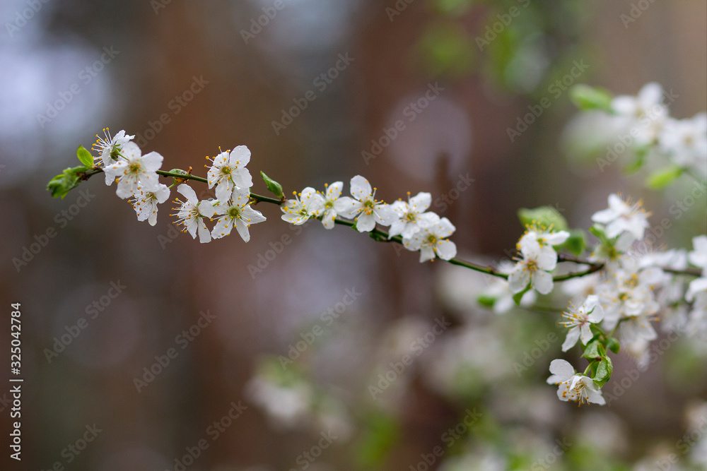 Blossoming flowers on the tree in spring. Nature Blossoming flowers on the tree in spring. Nature