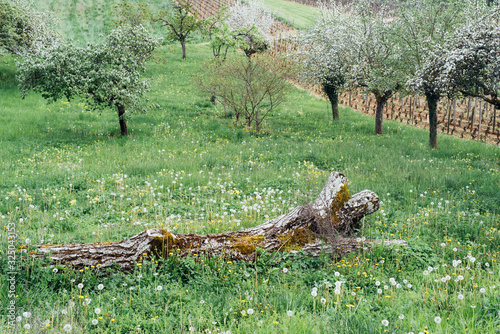 verger et arbres fruitiers en fleurs au printemps © david