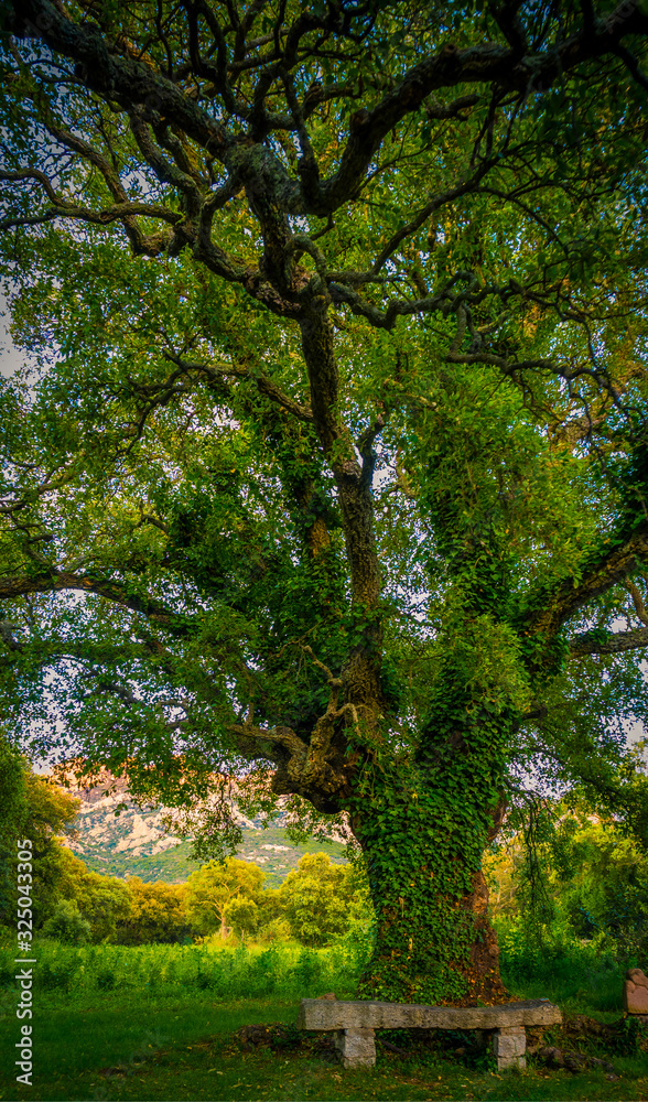 cork oak, 500 years