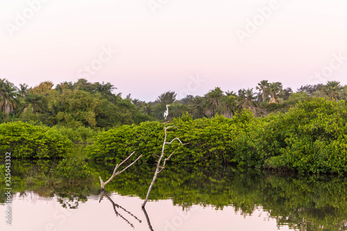 Mangrove forest and creek The Gambia Africa