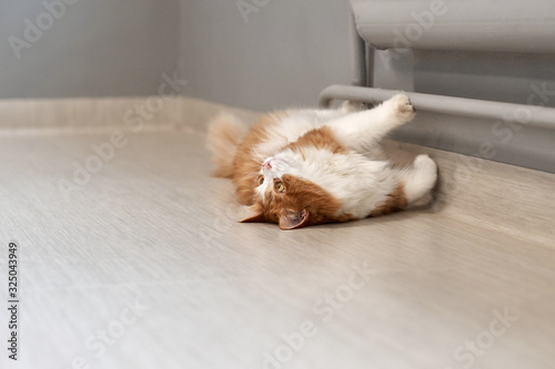 Domestic cat lying on a radiator