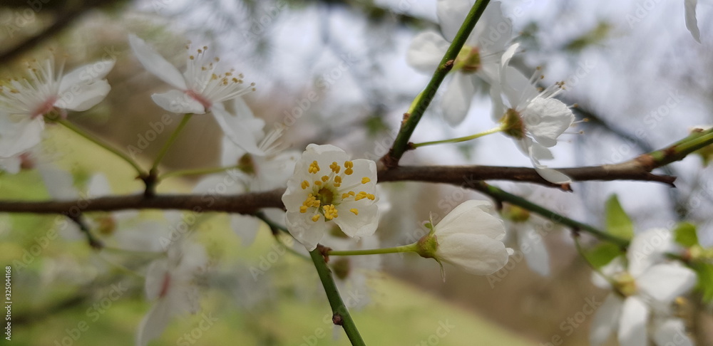 Branch with white blossoms in spring Branch with white blossoms in spring