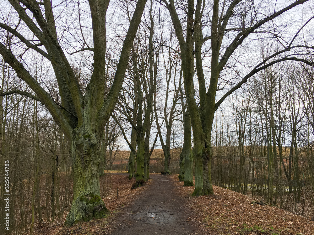 Fototapeta premium Road in autumn forest. Autumn landscape. Bare trees. Czech Republic