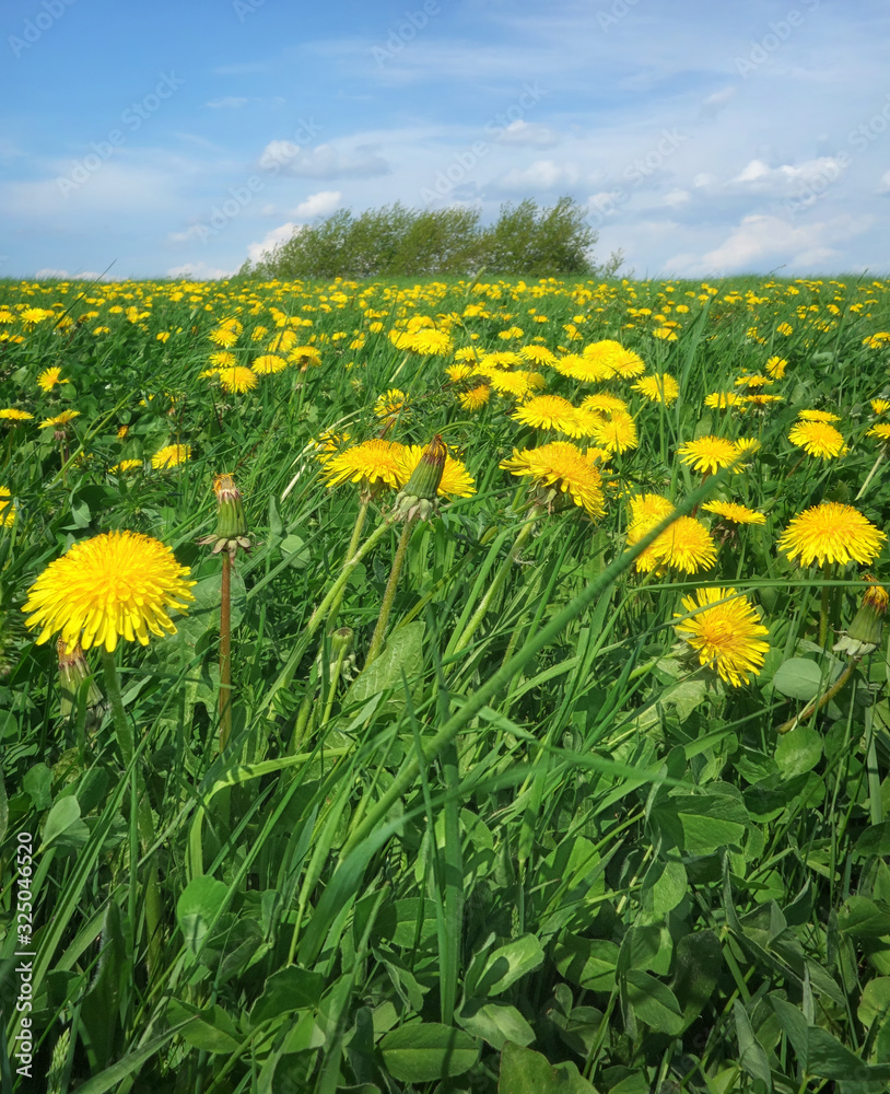 Fototapeta premium Löwenzahnwiese im Frühling