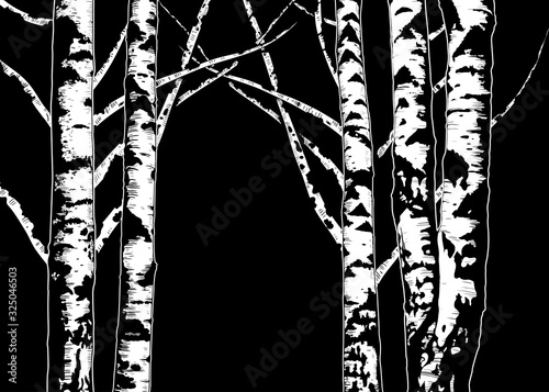..Birch trees. Vector background. Hand drawn vector illustration in sketch style. Image of nature on black background..