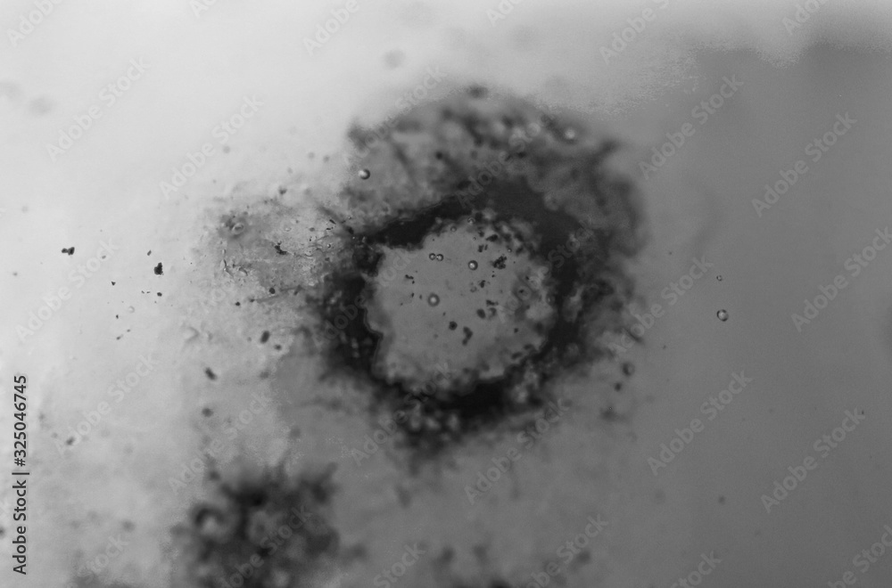 ウイルスのイメージ Stock Photo Adobe Stock