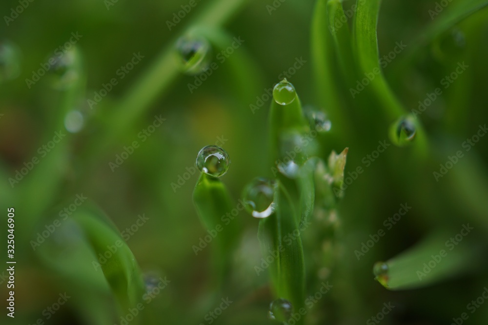 morning dew morning dew