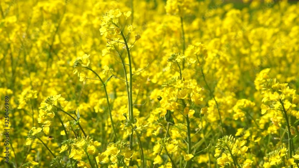 風に揺れる菜の花 風に揺れる菜の花