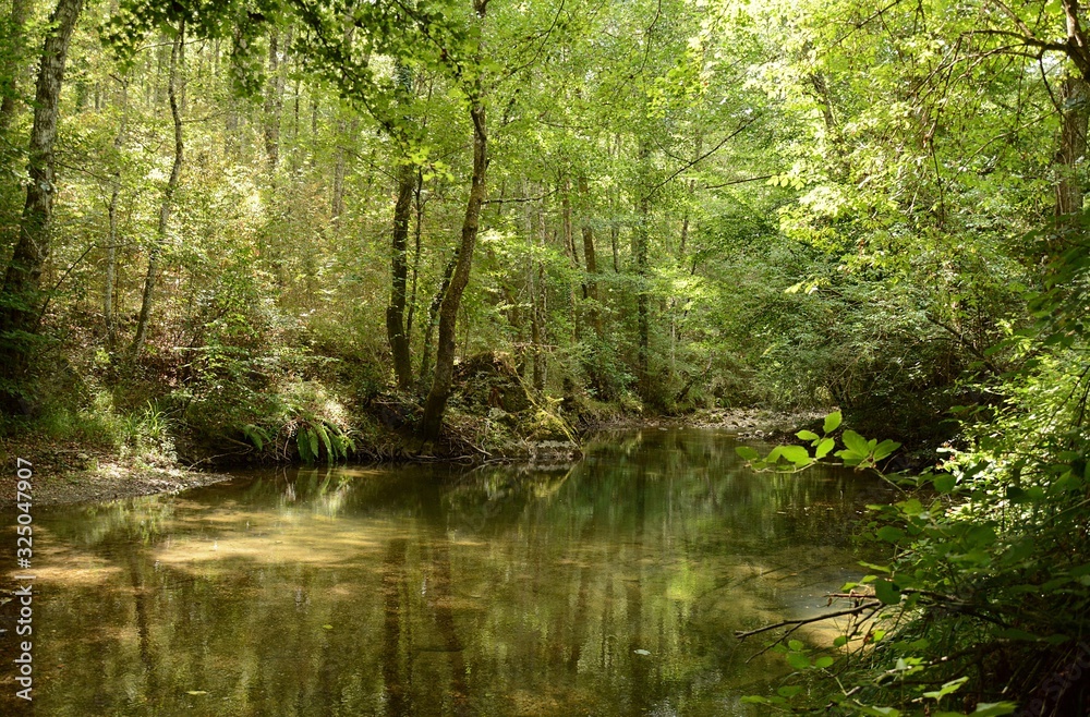 La calma del lago nel bosco 