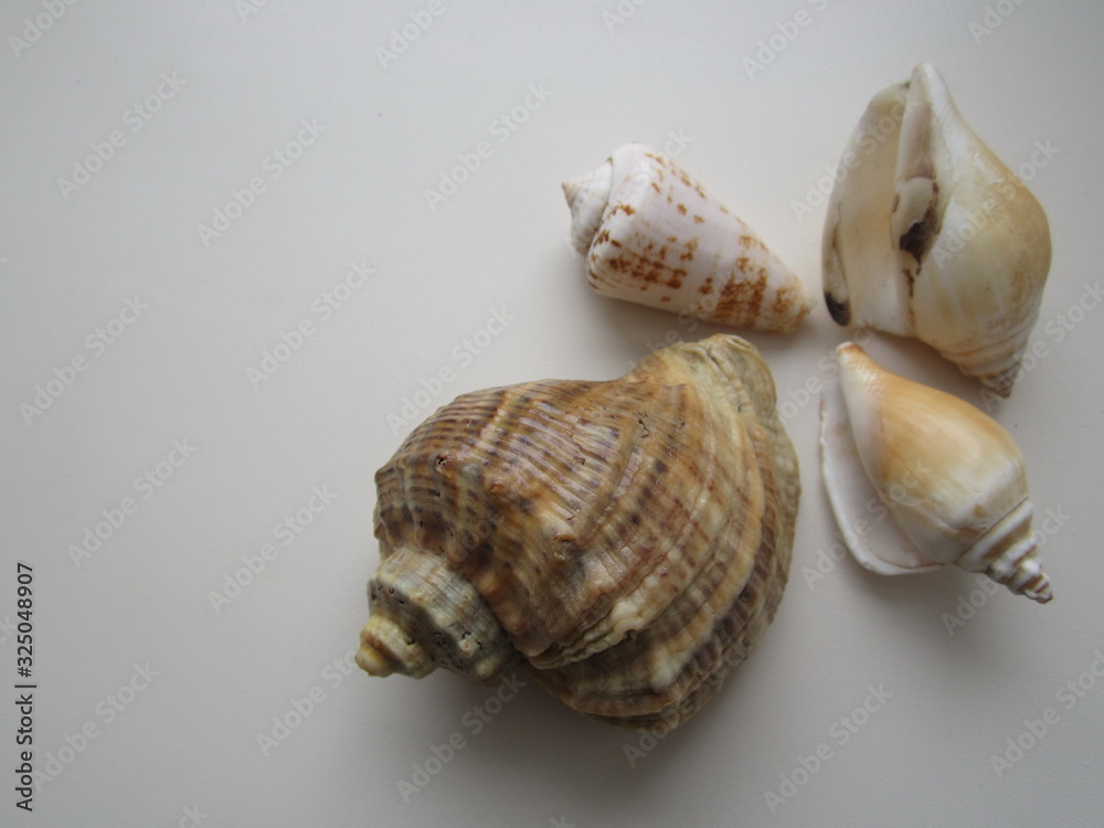 sea shells of various shapes and colors