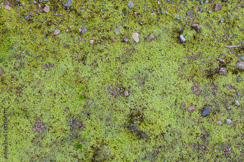 Moss green texture background. Green moss on grunge texture, background