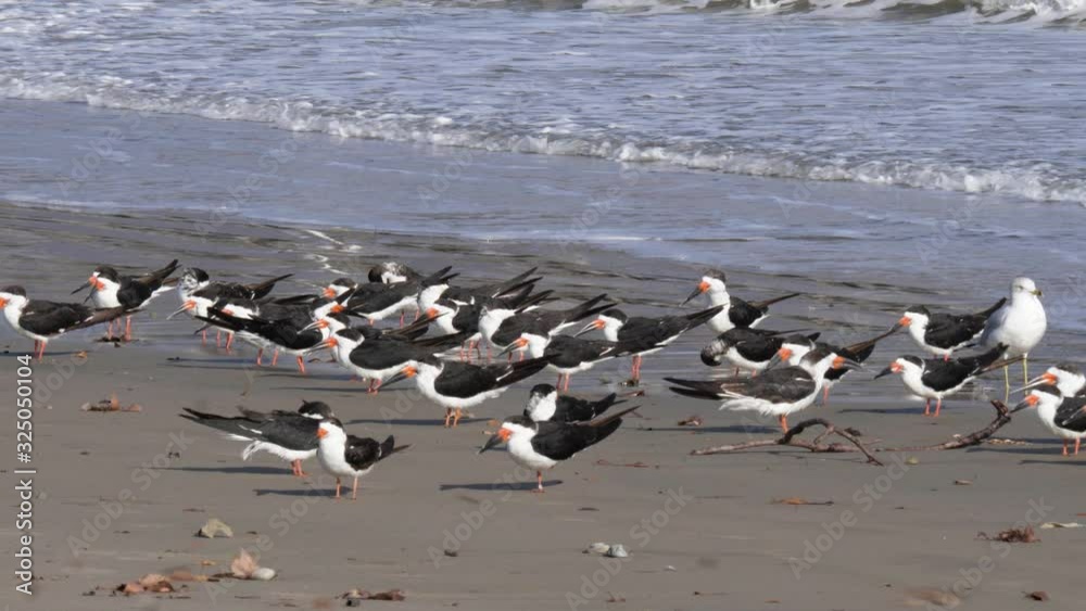 a group of black skimmers at a californian beach a group of black skimmers at a californian beach